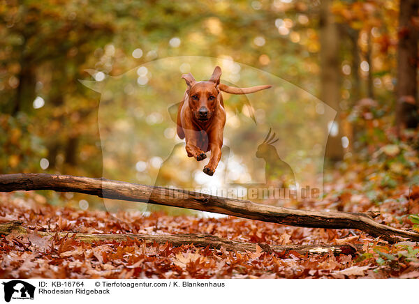 Rhodesian Ridgeback / Rhodesian Ridgeback / KB-16764