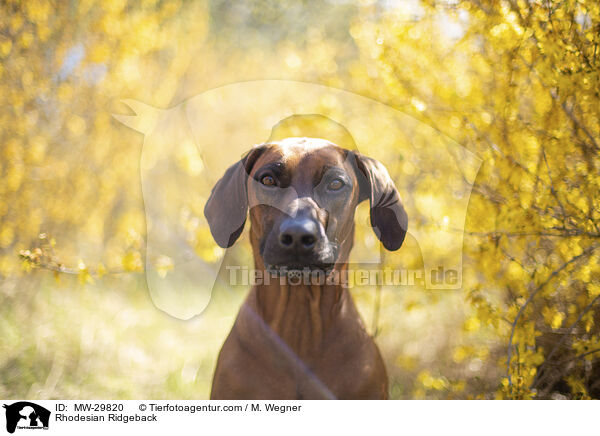 Rhodesian Ridgeback / Rhodesian Ridgeback / MW-29820