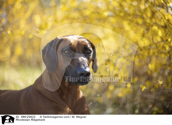 Rhodesian Ridgeback / Rhodesian Ridgeback / MW-29822