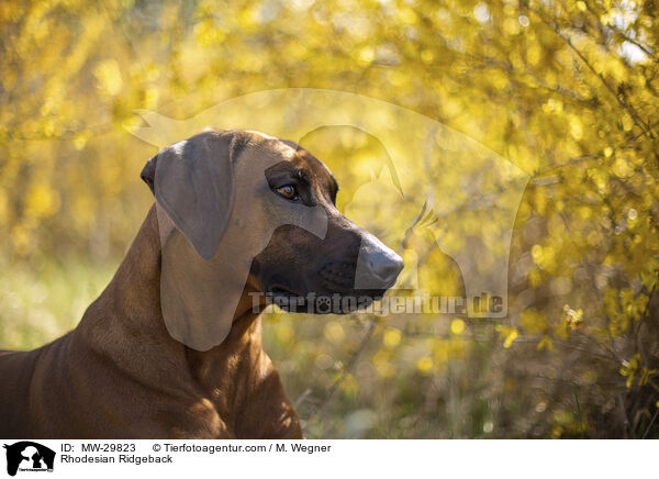 Rhodesian Ridgeback / Rhodesian Ridgeback / MW-29823