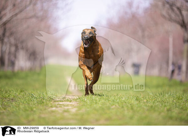 Rhodesian Ridgeback / Rhodesian Ridgeback / MW-29859