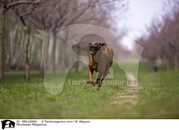 Rhodesian Ridgeback / Rhodesian Ridgeback / MW-29860