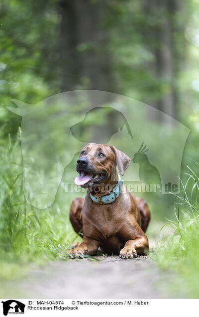 Rhodesian Ridgeback / Rhodesian Ridgeback / MAH-04574