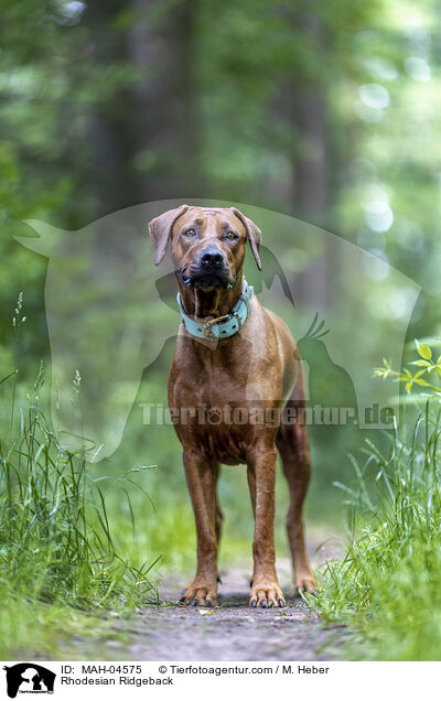 Rhodesian Ridgeback / Rhodesian Ridgeback / MAH-04575