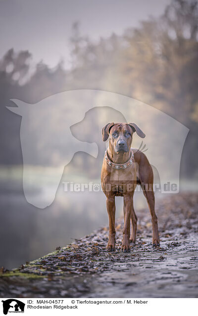 Rhodesian Ridgeback / Rhodesian Ridgeback / MAH-04577