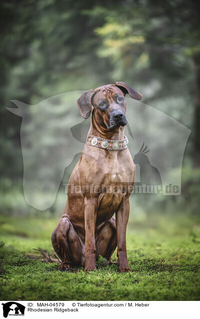 Rhodesian Ridgeback / Rhodesian Ridgeback / MAH-04579