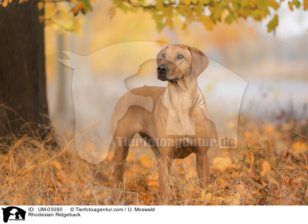 Rhodesian Ridgeback / Rhodesian Ridgeback / UM-03090