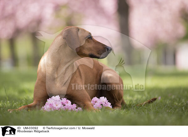 Rhodesian Ridgeback / Rhodesian Ridgeback / UM-03092