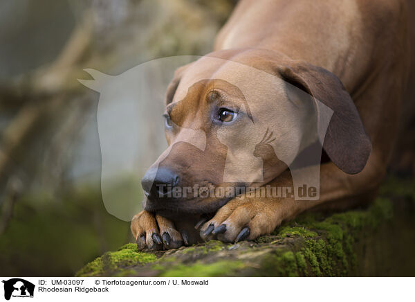 Rhodesian Ridgeback / Rhodesian Ridgeback / UM-03097