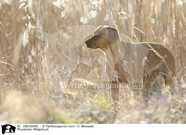 Rhodesian Ridgeback / Rhodesian Ridgeback / UM-03099