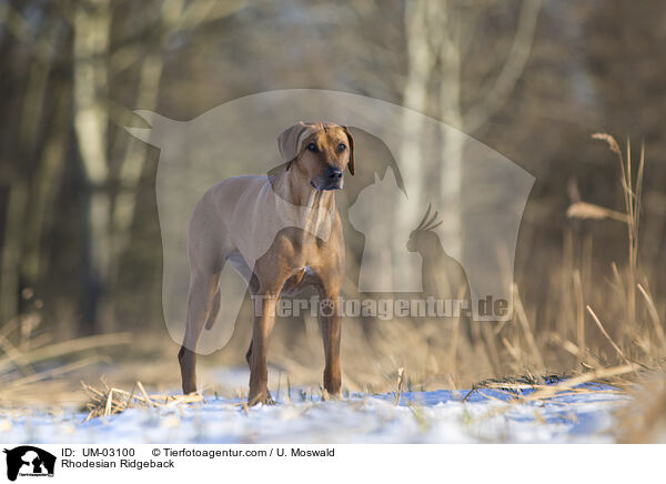 Rhodesian Ridgeback / Rhodesian Ridgeback / UM-03100