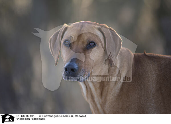 Rhodesian Ridgeback / Rhodesian Ridgeback / UM-03101