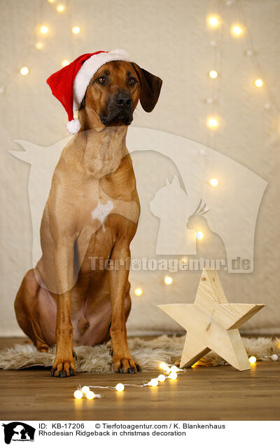 Rhodesian Ridgeback in Weihnachtsdekoration / Rhodesian Ridgeback in christmas decoration / KB-17206