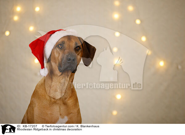 Rhodesian Ridgeback in Weihnachtsdekoration / Rhodesian Ridgeback in christmas decoration / KB-17207