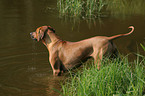 bathing Rhodesian Rigeback