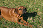 Rhodesian Ridgeback