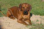 Rhodesian Ridgeback