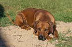 Rhodesian Ridgeback