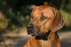 Rhodesian Ridgeback Portrait