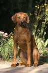 Rhodesian Ridgeback