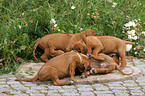 playing Rhodesian Ridgeback puppies