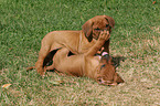 playing Rhodesian Ridgeback puppies