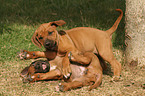 playing Rhodesian Ridgeback puppies