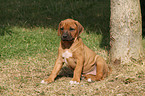 Rhodesian Ridgeback Puppy in garden