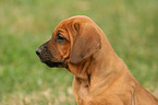 Rhodesian Ridgeback Puppy in garden