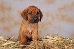 Rhodesian Ridgeback puppy in straw