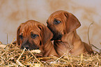 Rhodesian Ridgeback puppies in straw