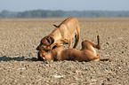 playing Rhodesian Ridgebacks