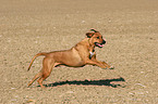 running Rhodesian Ridgeback