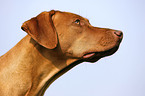 Rhodesian Ridgeback Livernose