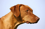 Rhodesian Ridgeback Livernose