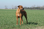 standing Rhodesian Ridgeback