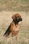 sitting Rhodesian Ridgeback puppy