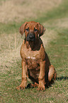 sitting Rhodesian Ridgeback puppy