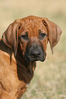 Rhodesian Ridgeback Puppy