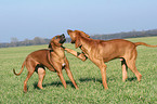 playing Rhodesian Ridgebacks