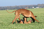 2 Rhodesian Ridgebacks