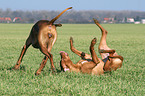 playing Rhodesian Ridgebacks