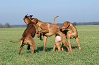 playing Rhodesian Ridgebacks