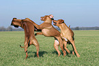 playing Rhodesian Ridgebacks