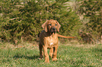 Rhodesian Ridgeback Puppy