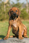 sitting Rhodesian Ridgeback puppy