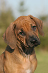 Rhodesian Ridgeback Puppy