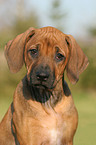 Rhodesian Ridgeback Puppy