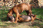 Rhodesian Ridgeback