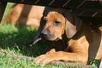 Rhodesian Ridgeback